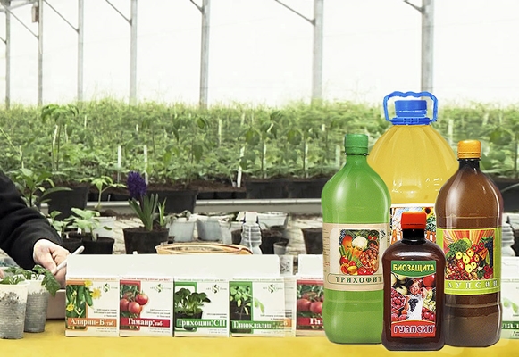 remedies from the store from phytophthora