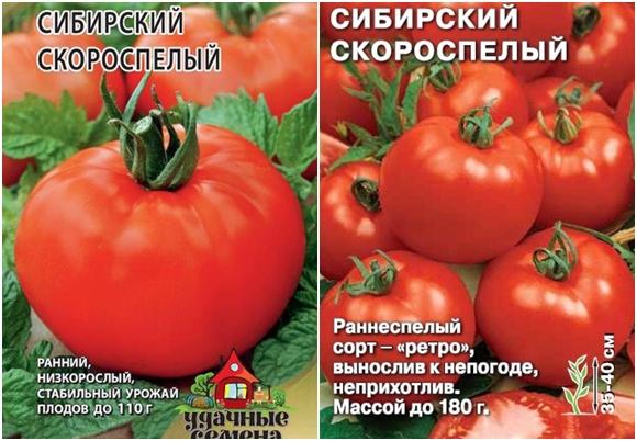 graines de Sibérie à maturation précoce