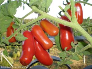 Caractéristiques et description de la variété de tomate Gnome gai, son rendement