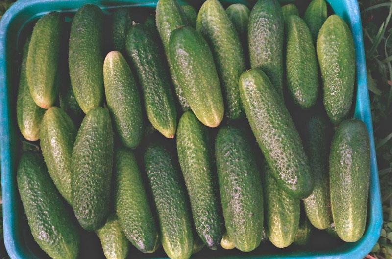 récolte de concombre cheval