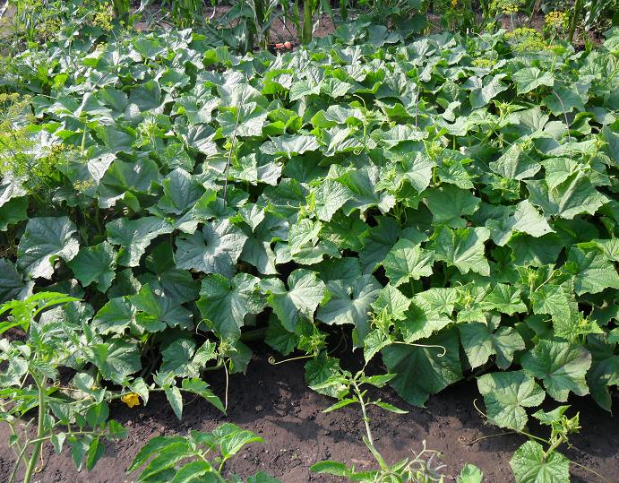 cucumbers vegetable garden