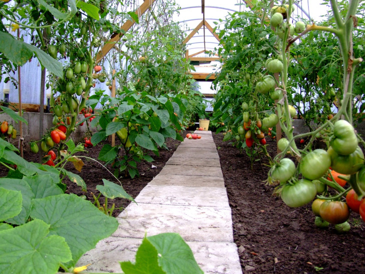 tomatoes in the greenhouse