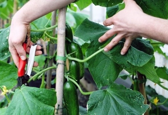 Gurkenbüsche pflegen