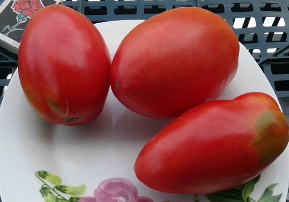 tomate robuste en forme de poivron