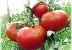 Characteristics and description of the Raspberry fleshy tomato, its yield