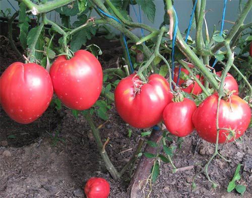 Cardinal de tomates dans la serre