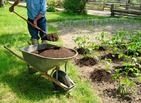 nourrir avec du fumier