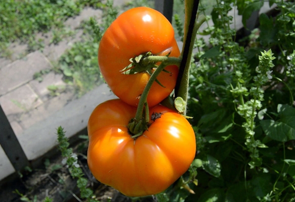 buissons de tomates éléphant orange