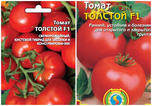 graines de tomates épaisses f1