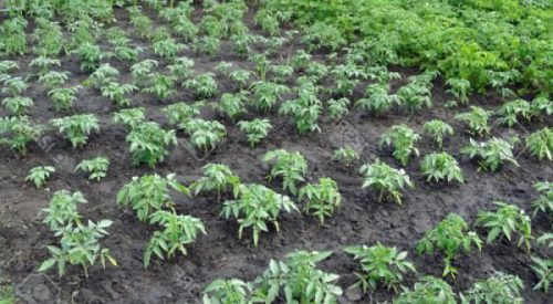 tomates dans le jardin