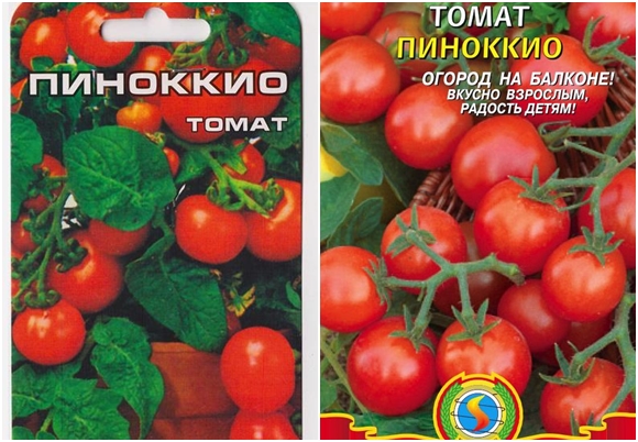 graines de tomates pinocchio