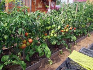 Comment planter, cultiver et entretenir des tomates en plein champ