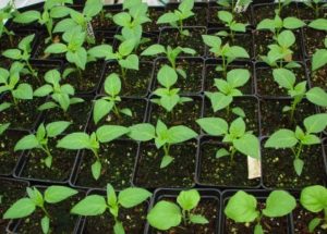 Comment distinguer les plants de piments forts des plants sucrés, les soins et la culture à la maison