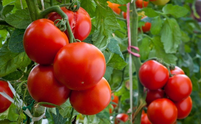faire pousser des tomates
