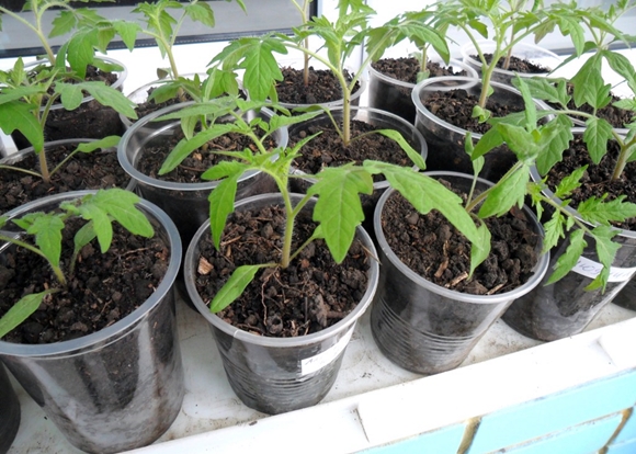 plants de tomates dans des verres