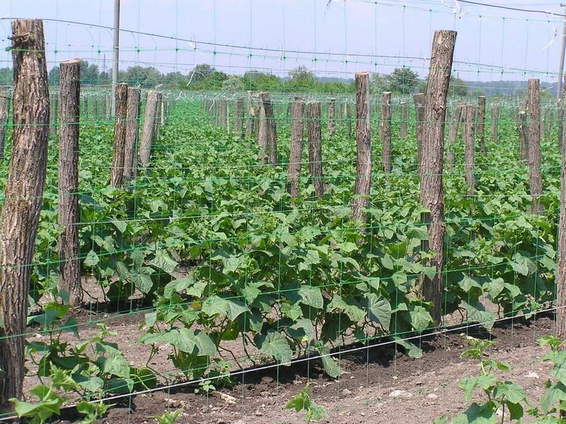 filet pour concombres jarretière