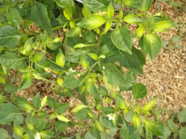 feuilles jaunes près du poivrier