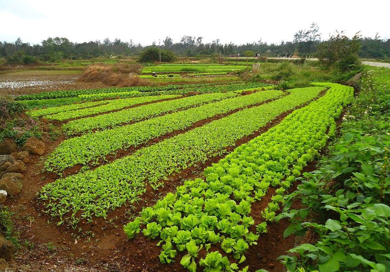 vegetable garden compatibility