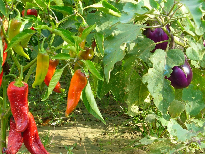 Paprika und Auberginen im selben Gewächshaus