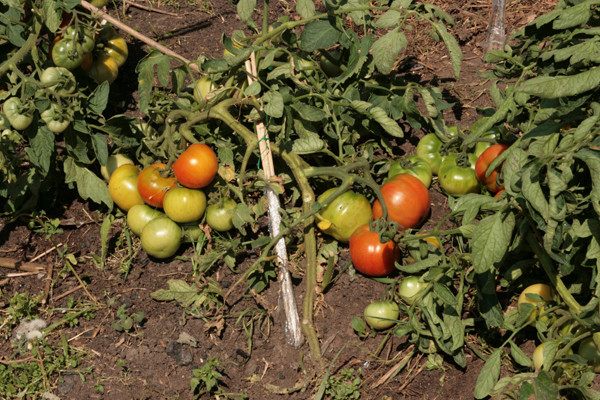 tomates de première qualité dans le jardin