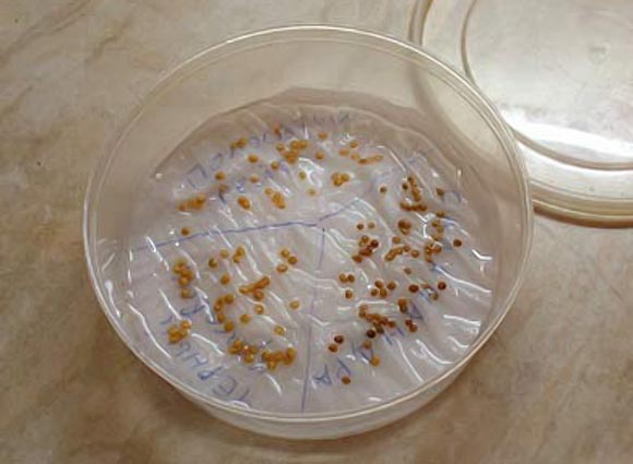 contrôle des semences