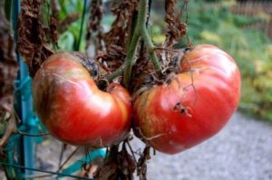 Wie man mit Spätfäule an Tomaten in einem Gewächshaus und auf offenem Feld umgeht