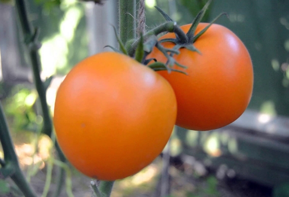 buissons de mandarine de tomate