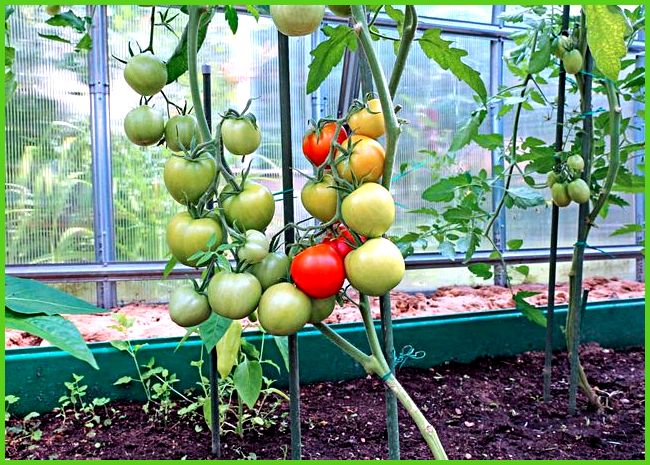 buissons de tomates dans une serre