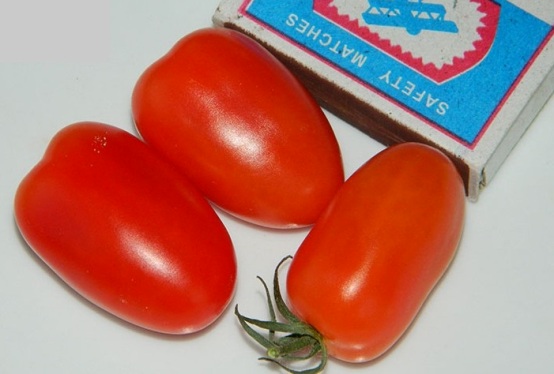 tomate datte
