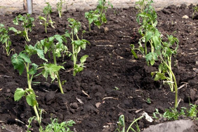 plantation de tomates