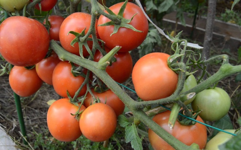 tomates sur une branche