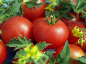 Caractéristiques et description de la variété de tomate Gina, son rendement