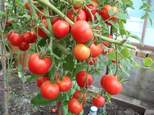 verliok Tomatenbüsche