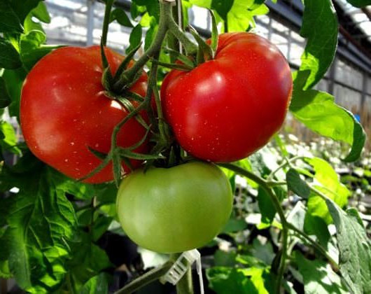 Tomate Volgograd à maturation précoce dans le jardin