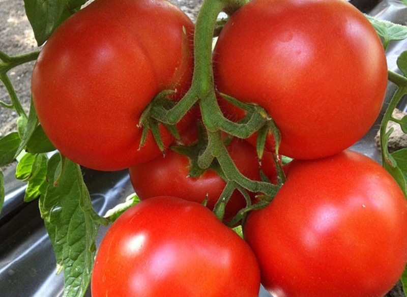 Tomate Kind f1 dans le jardin