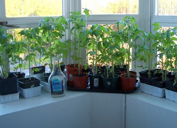 plants de tomates sur le balcon