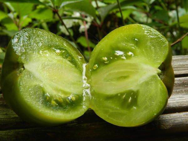 variété de tomate émeraude
