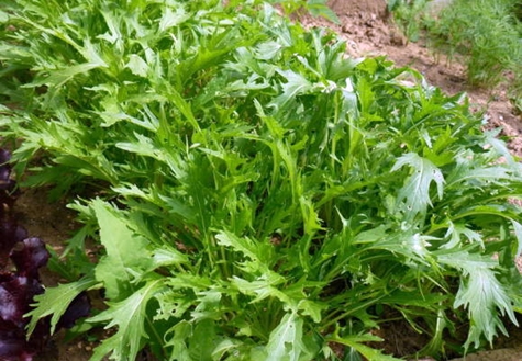 Buissons de chou japonais