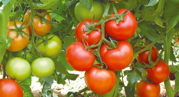 récolte de tomates