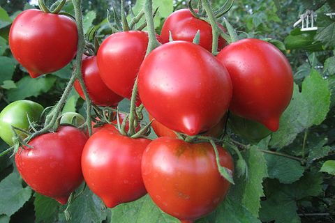 variété de tomate