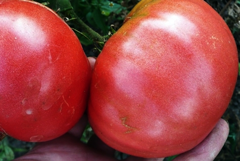 Tomatenernte König der Riesen