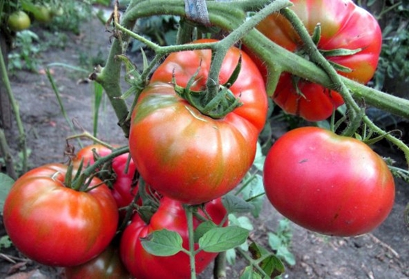 buissons de tomates Sugar Nastasya