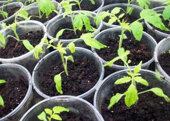 plants de tomates en pots