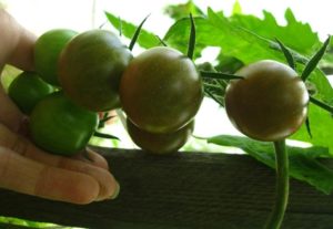 Eigenschaften und Beschreibung der Tomatensorte Dikovinka, deren Ertrag