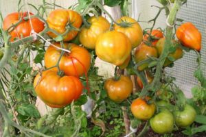 Caractéristiques et description de la variété de tomate Zhenechka, son rendement