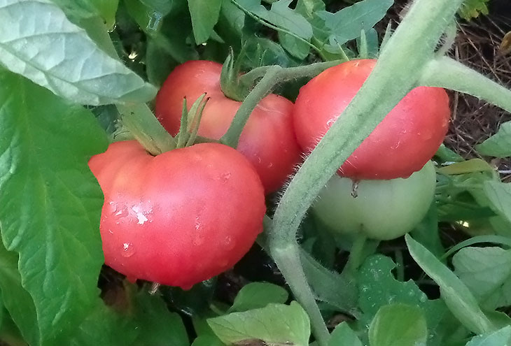 tomate rose géante