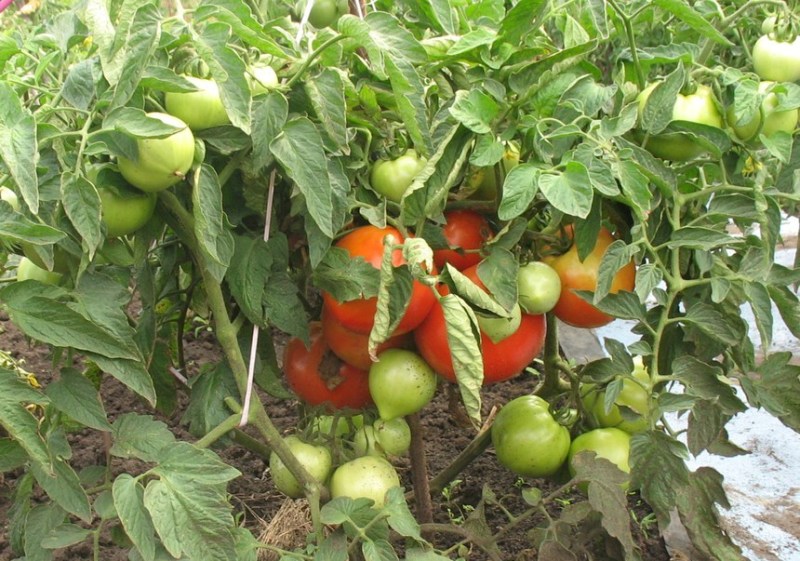 faire pousser des tomates