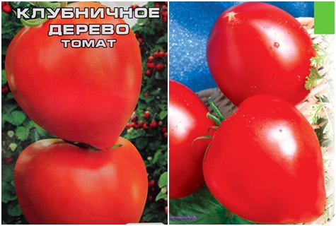 graines de tomates arbousier