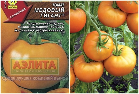 graines de tomates miel géant