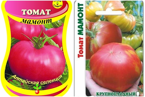 graines de tomate mammouth